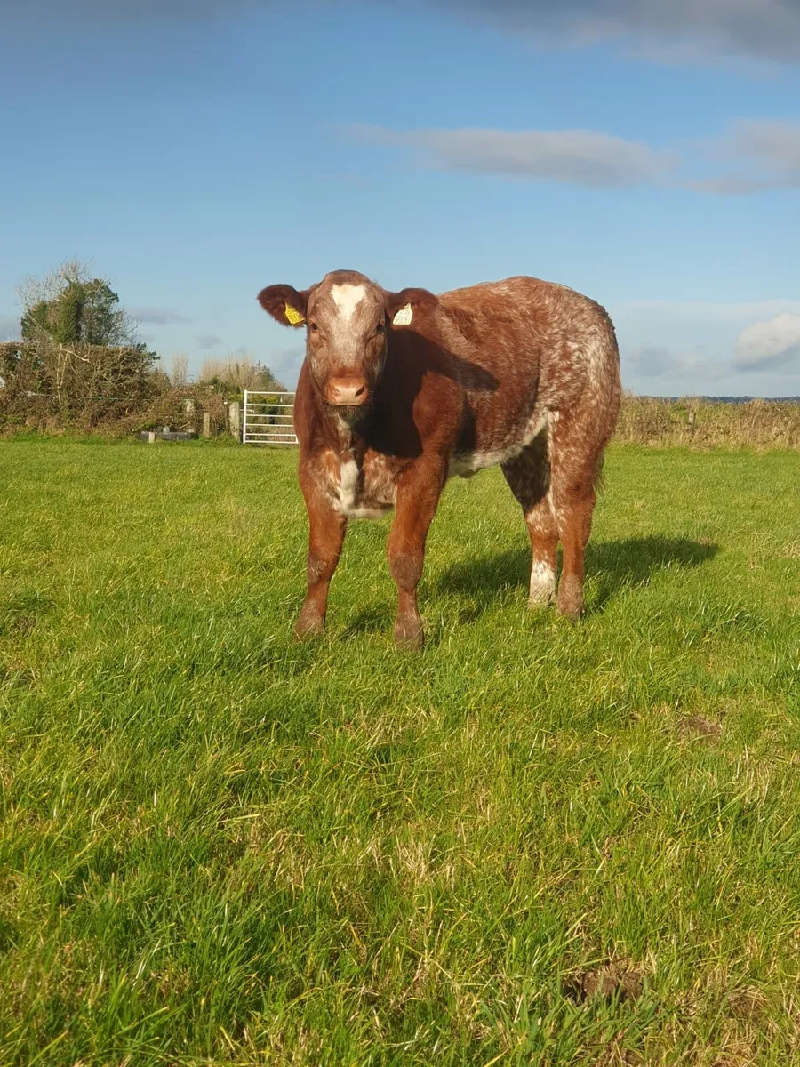 ☆☆smashing heifers☆☆ - Image 4