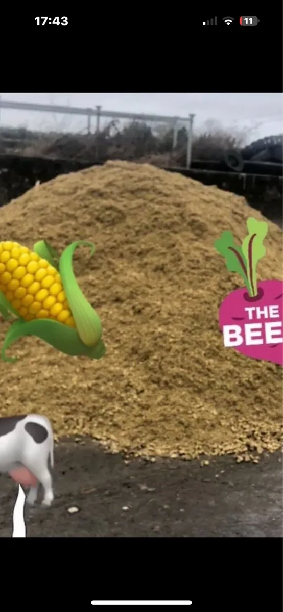Maize Silage & Sugar Beet Mix Feed - Image 3