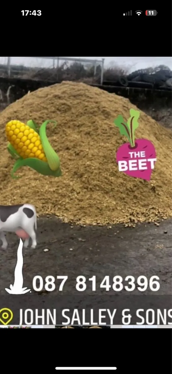 Maize Silage & Sugar Beet Mix Feed - Image 1