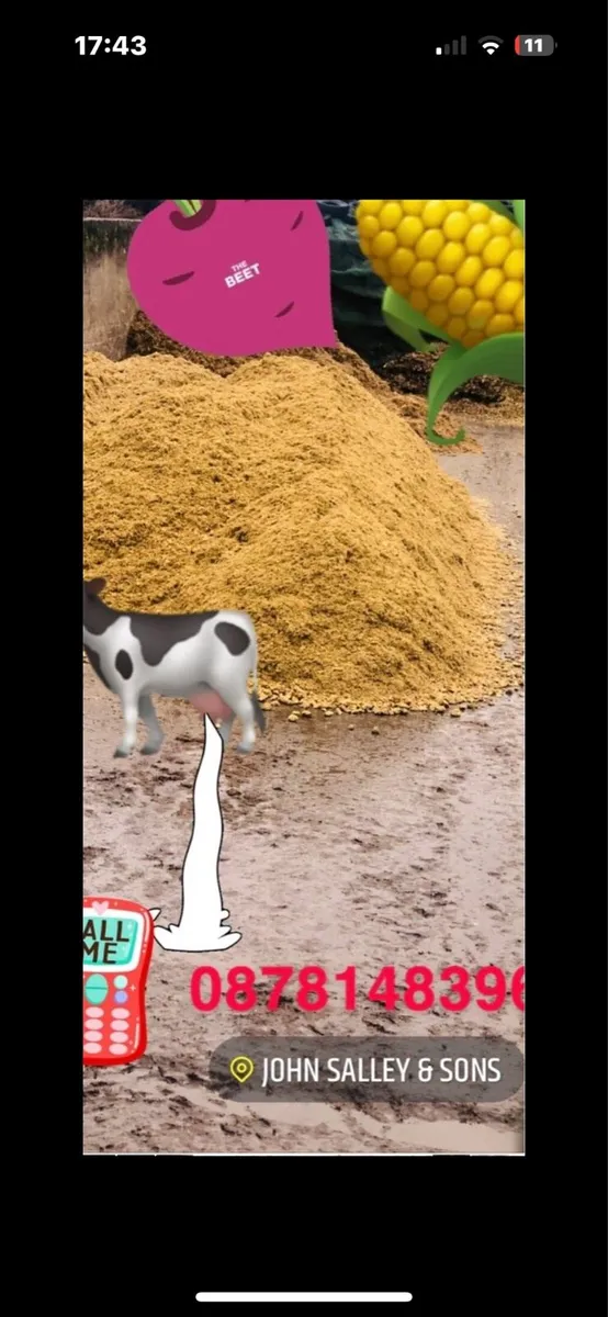 Maize Silage & Sugar Beet Mix Feed - Image 4