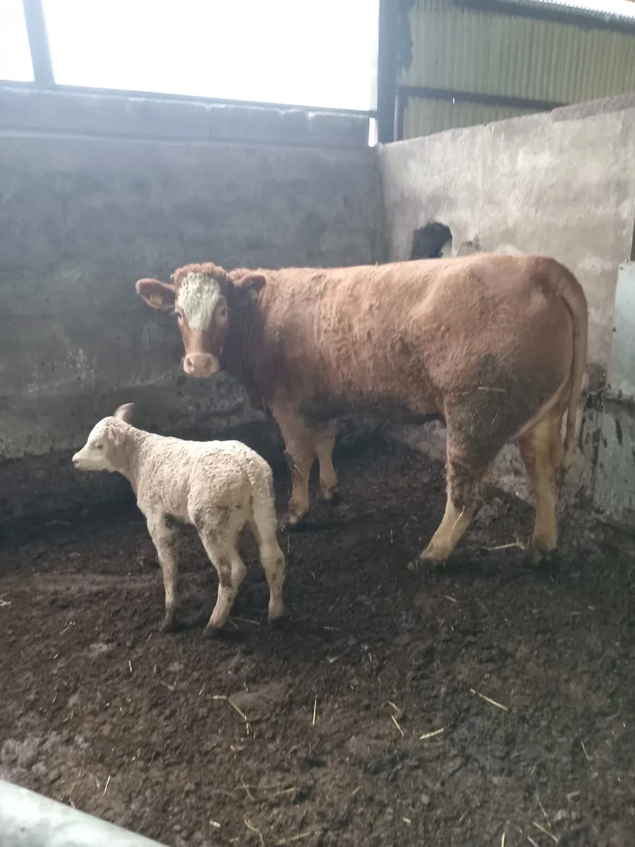 Suckler cow and Charlie heifer calf - Image 1