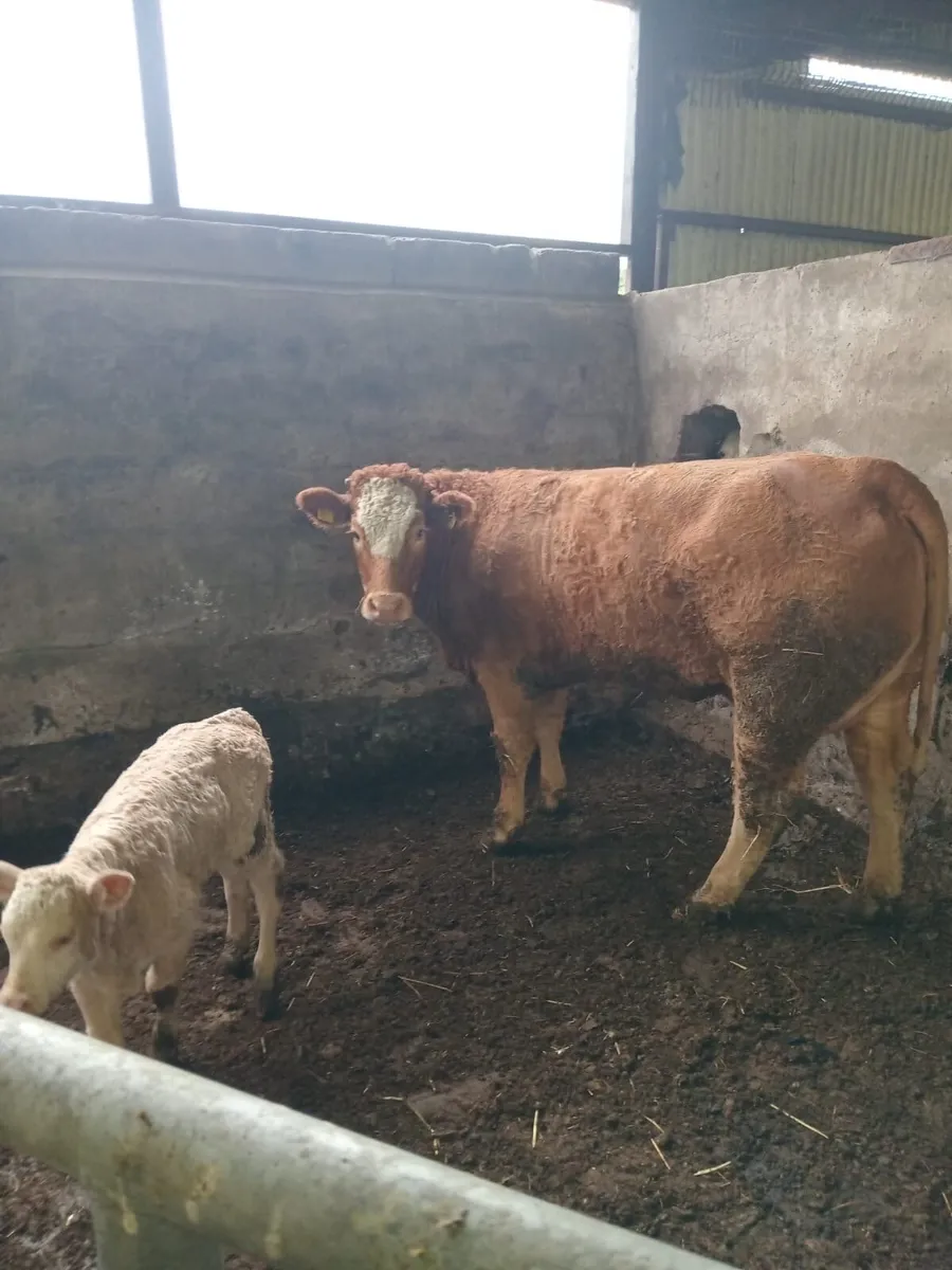 Suckler cow and Charlie heifer calf - Image 2