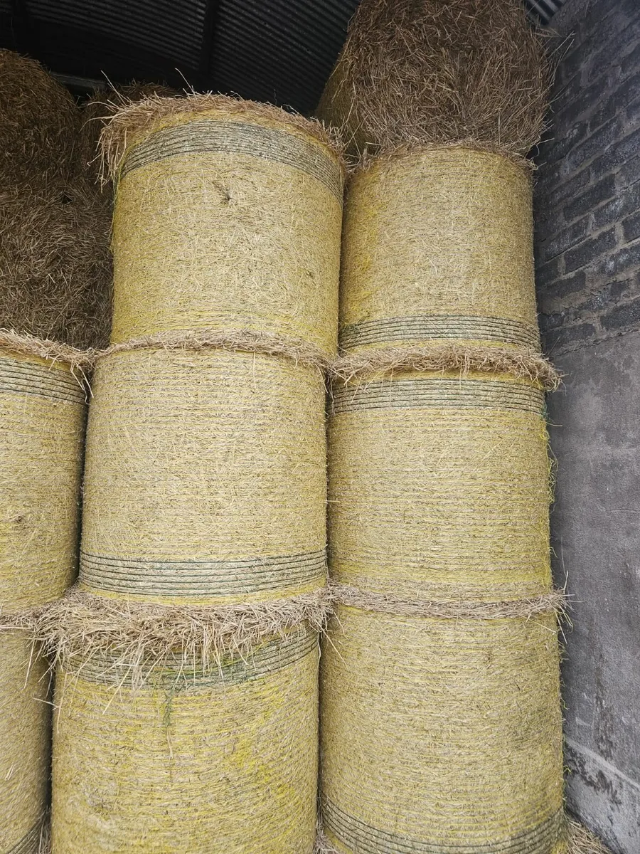 Barley straw