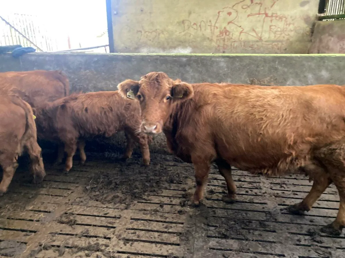 Dexter cow - Image 1