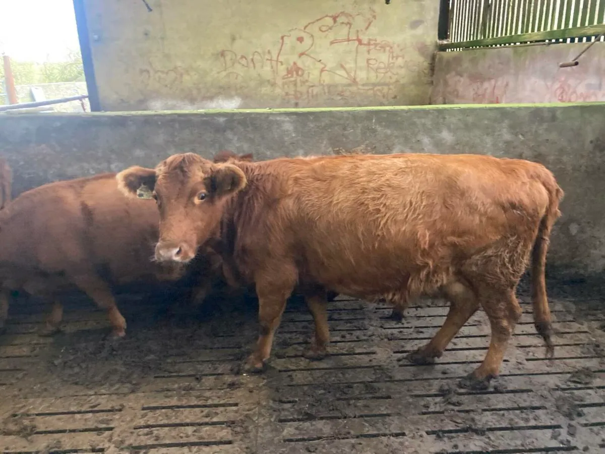 Dexter cow - Image 2