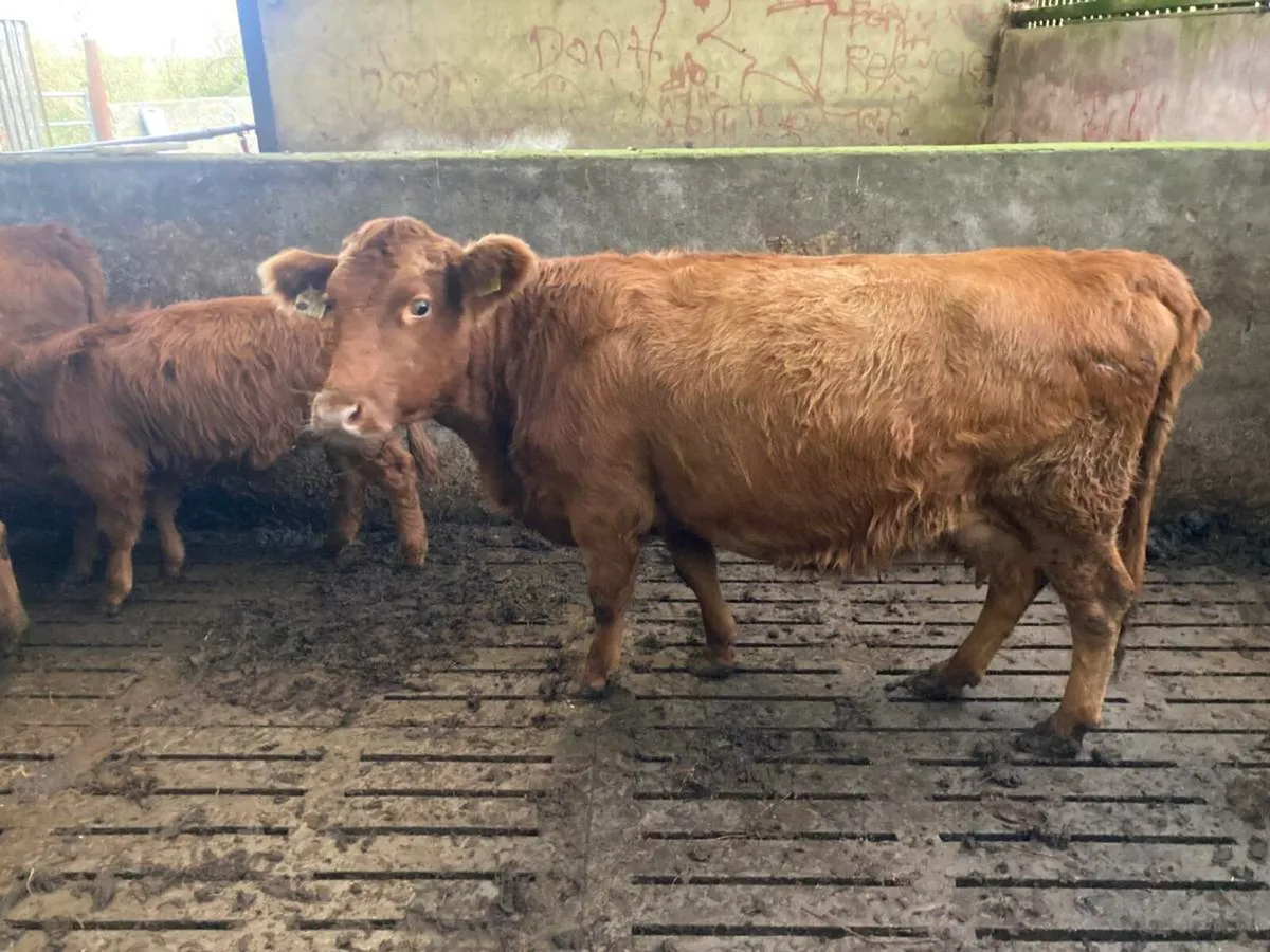 Dexter cow - Image 3