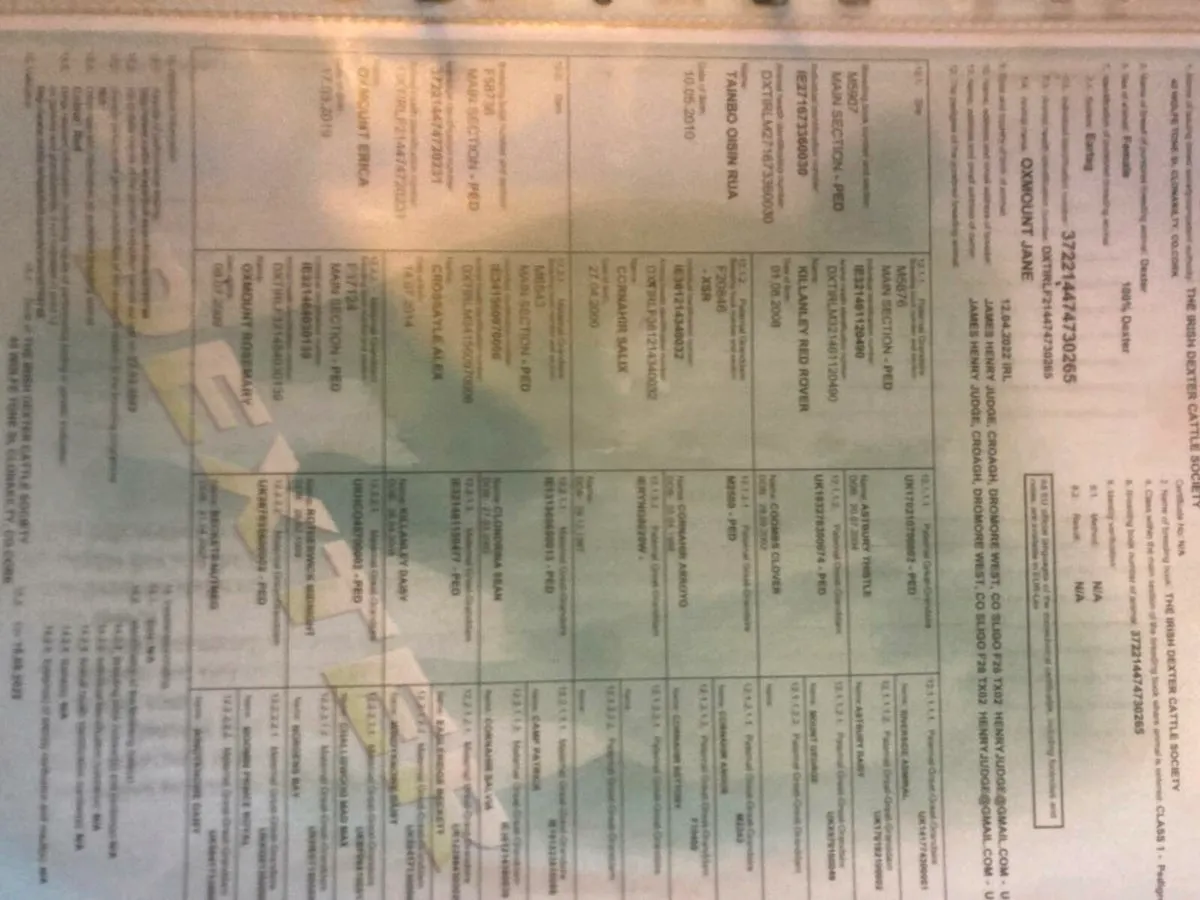 Dexter cow - Image 4