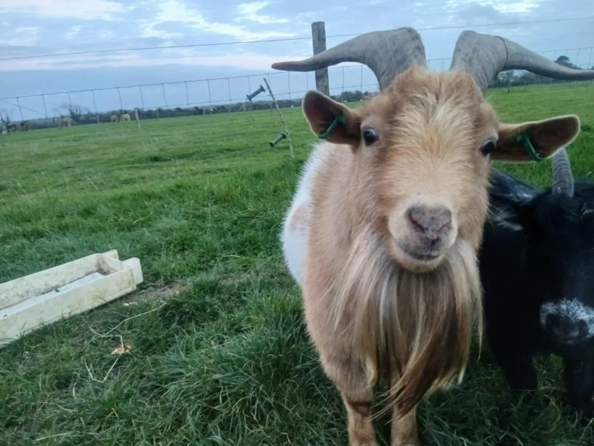 Male pygmy goat - Image 2