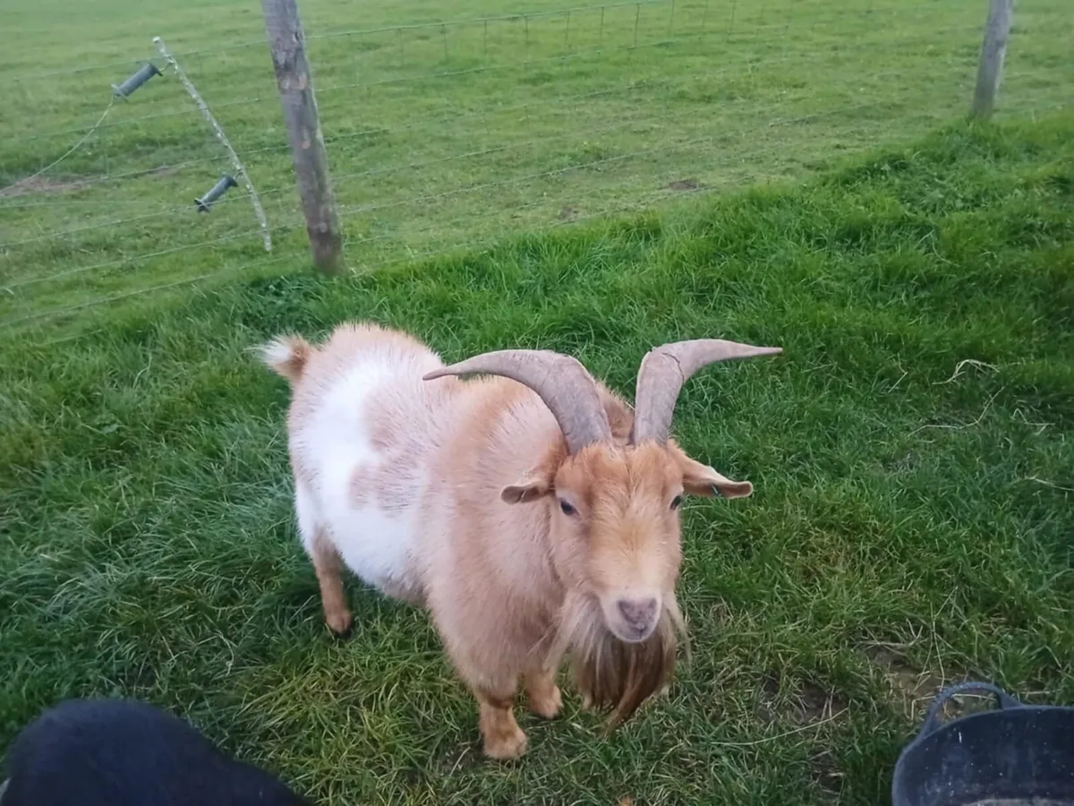 Male pygmy goat - Image 3