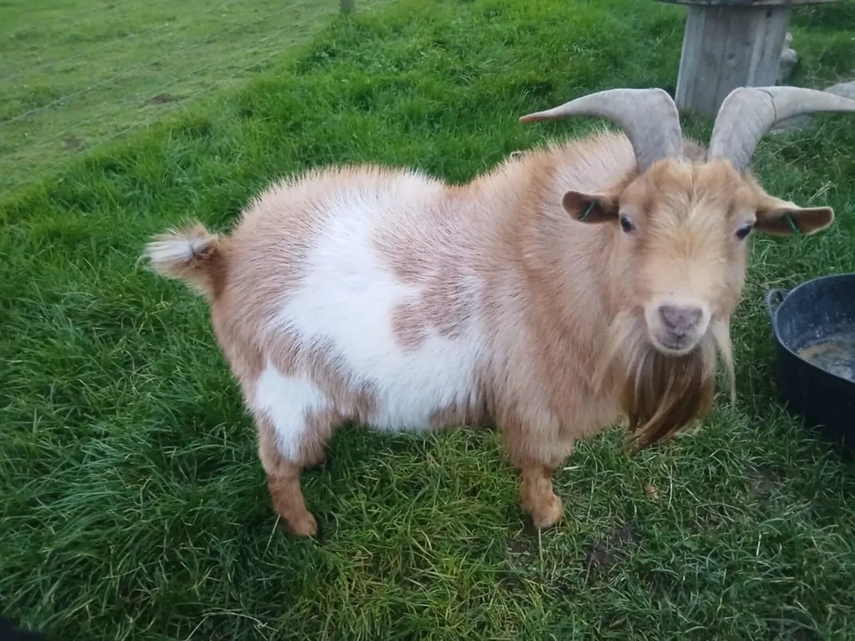 Male pygmy goat - Image 4