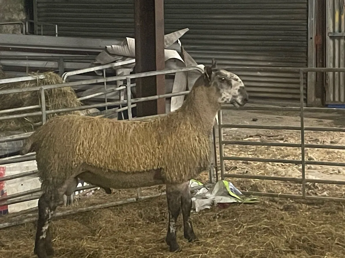 Blue Leicester Ram Lamb - Image 1
