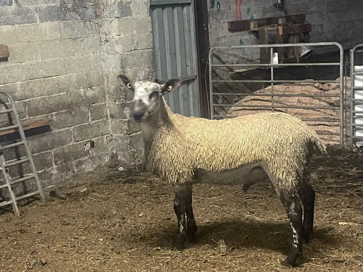 Blue Leicester Ram Lamb - Image 2