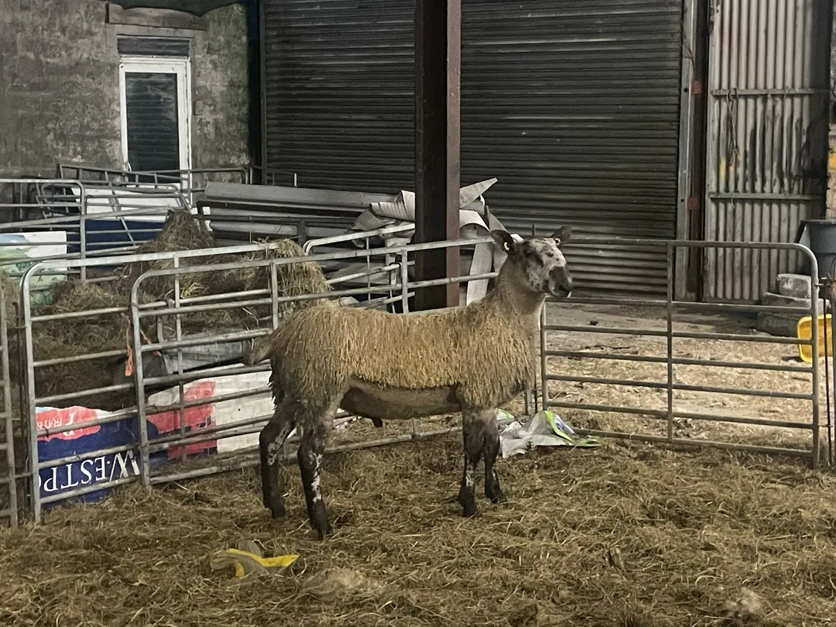 Blue Leicester Ram Lamb - Image 3