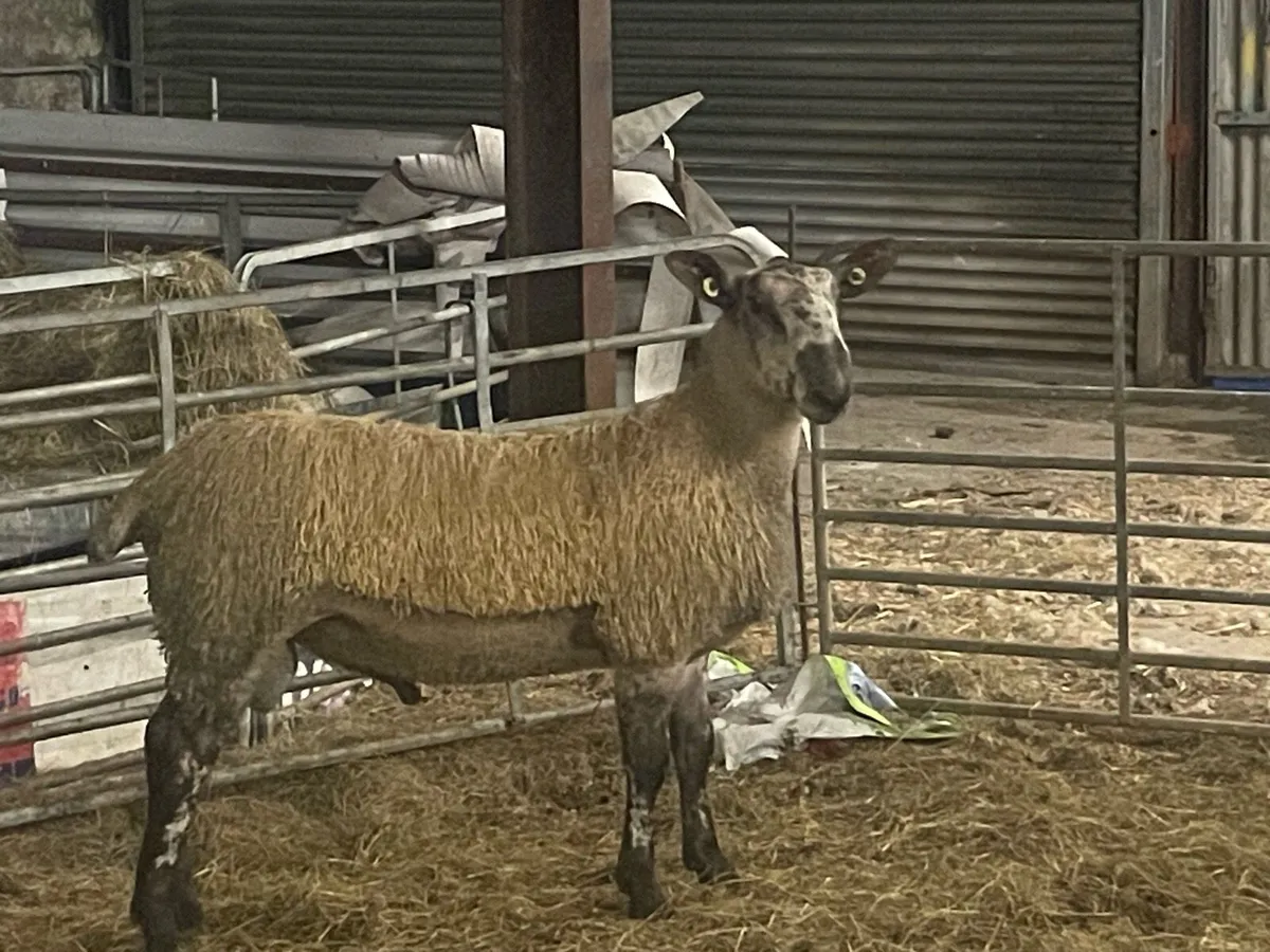 Blue Leicester Ram Lamb - Image 4