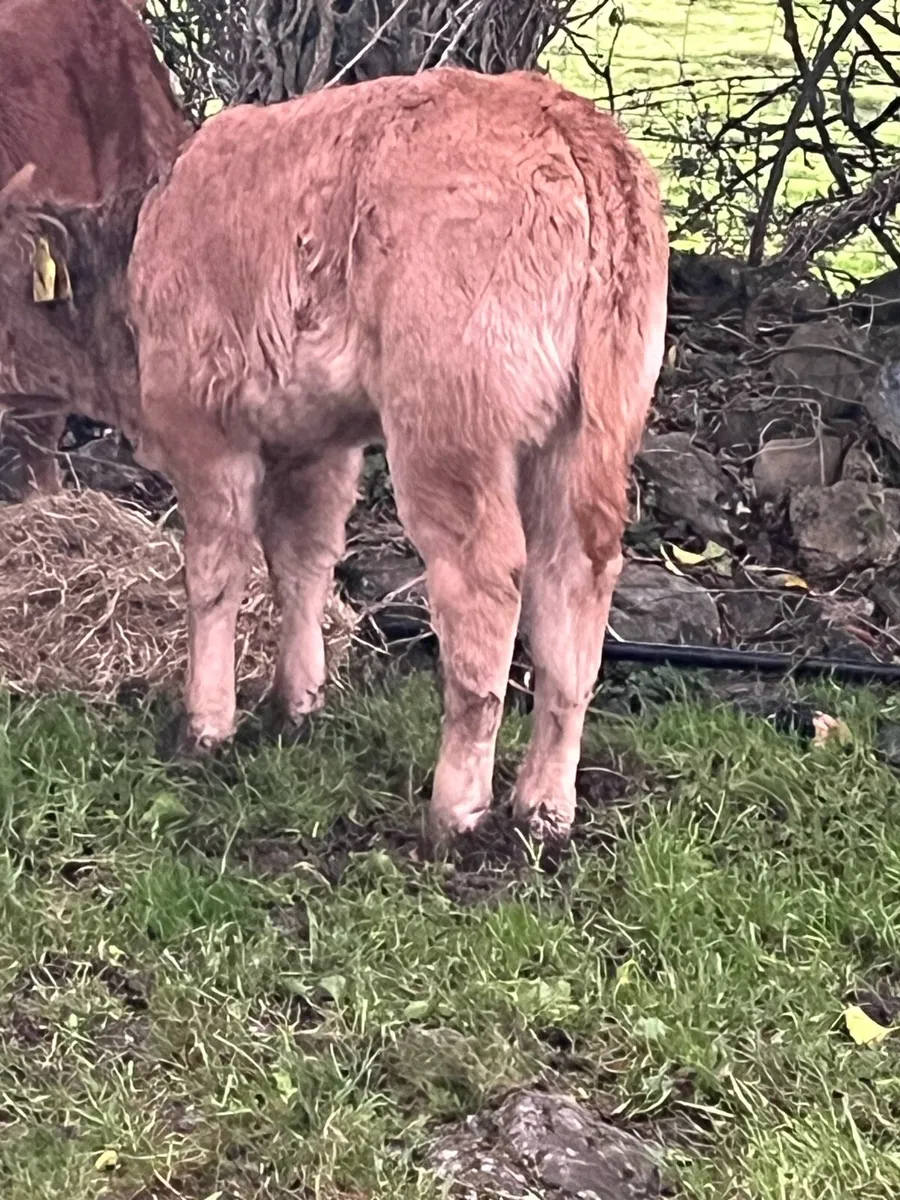 Limousine heifer calf - Image 1