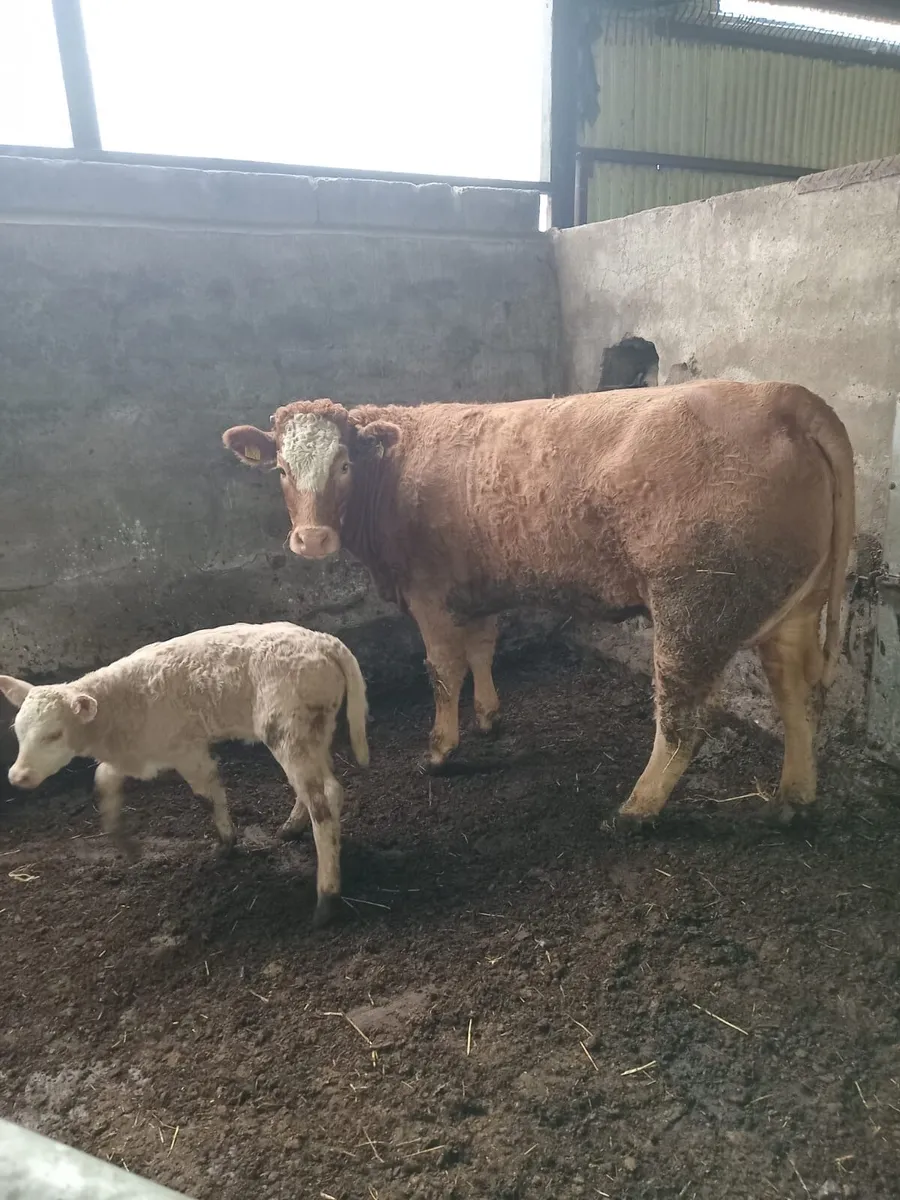 Suckler cow and Charlie heifer calf - Image 3