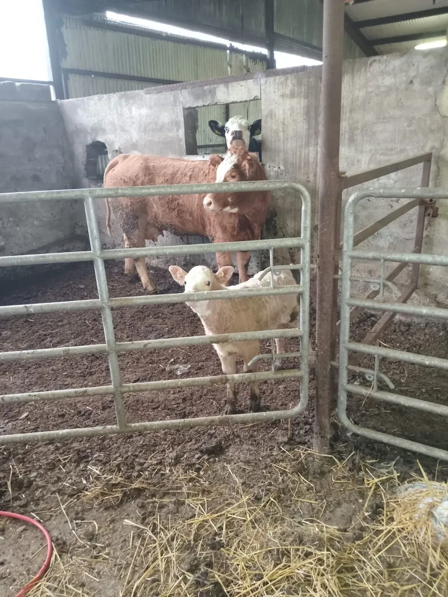 Suckler cow and Charlie heifer calf - Image 4