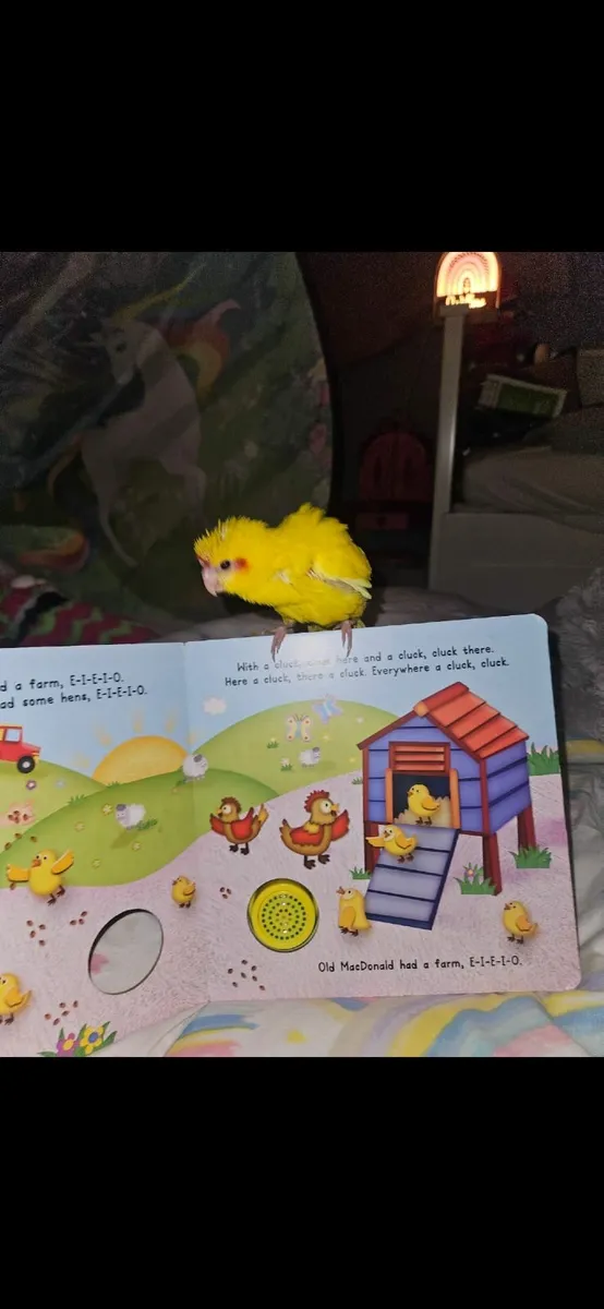 **🦜 Hand-Reared Kakariki Chicks – Ready for Thei - Image 3