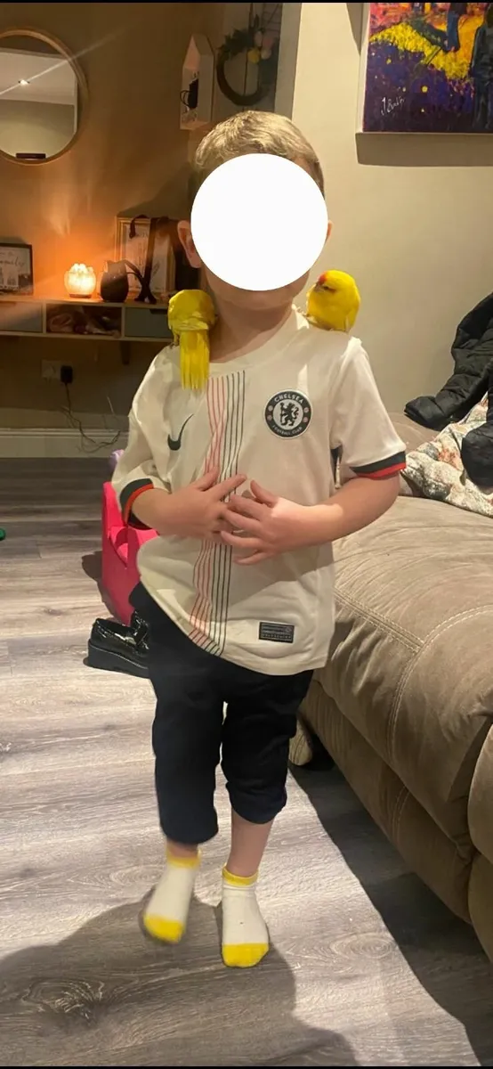 **🦜 Hand-Reared Kakariki Chicks – Ready for Thei - Image 4