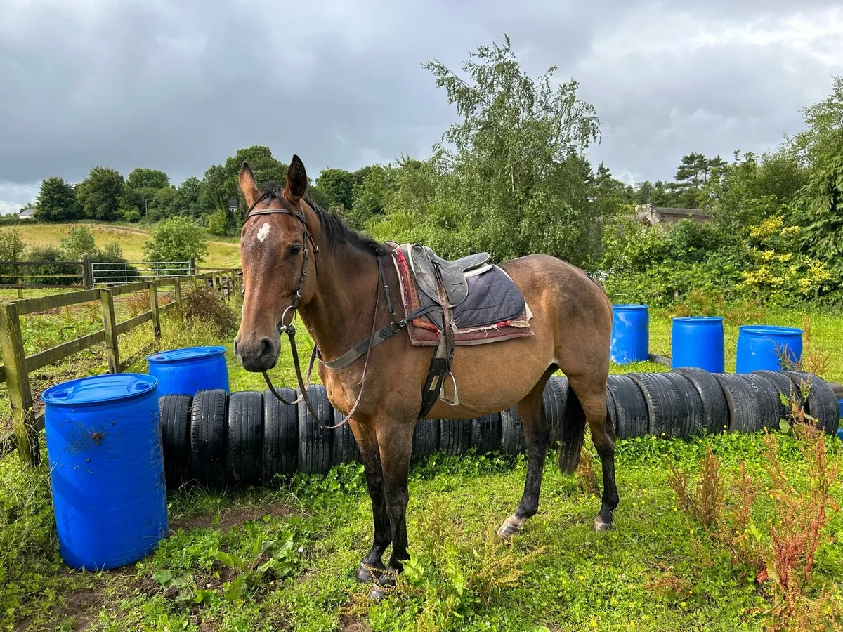 Happy Hacker TB Horse