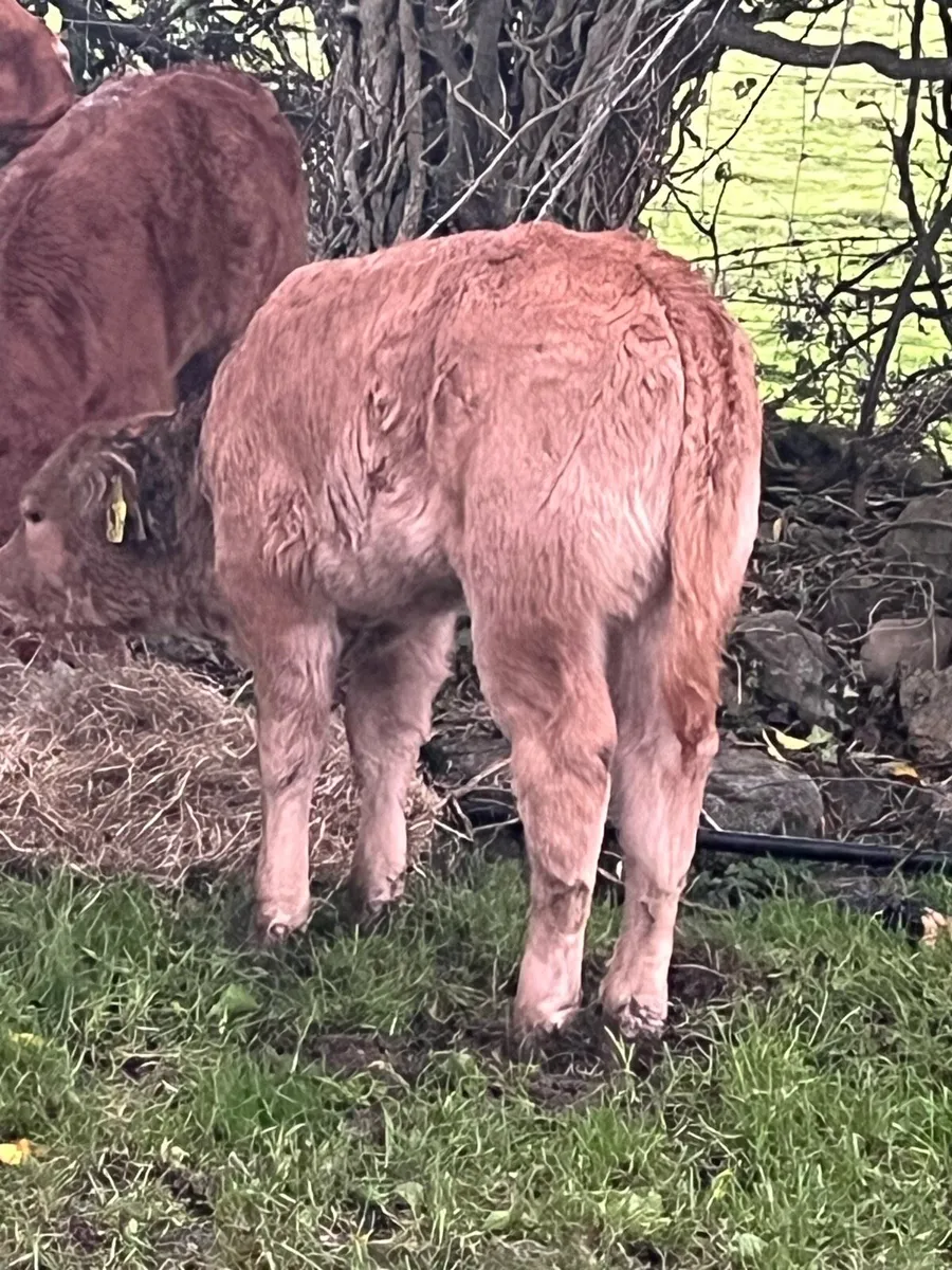 Limousine heifer calf - Image 2