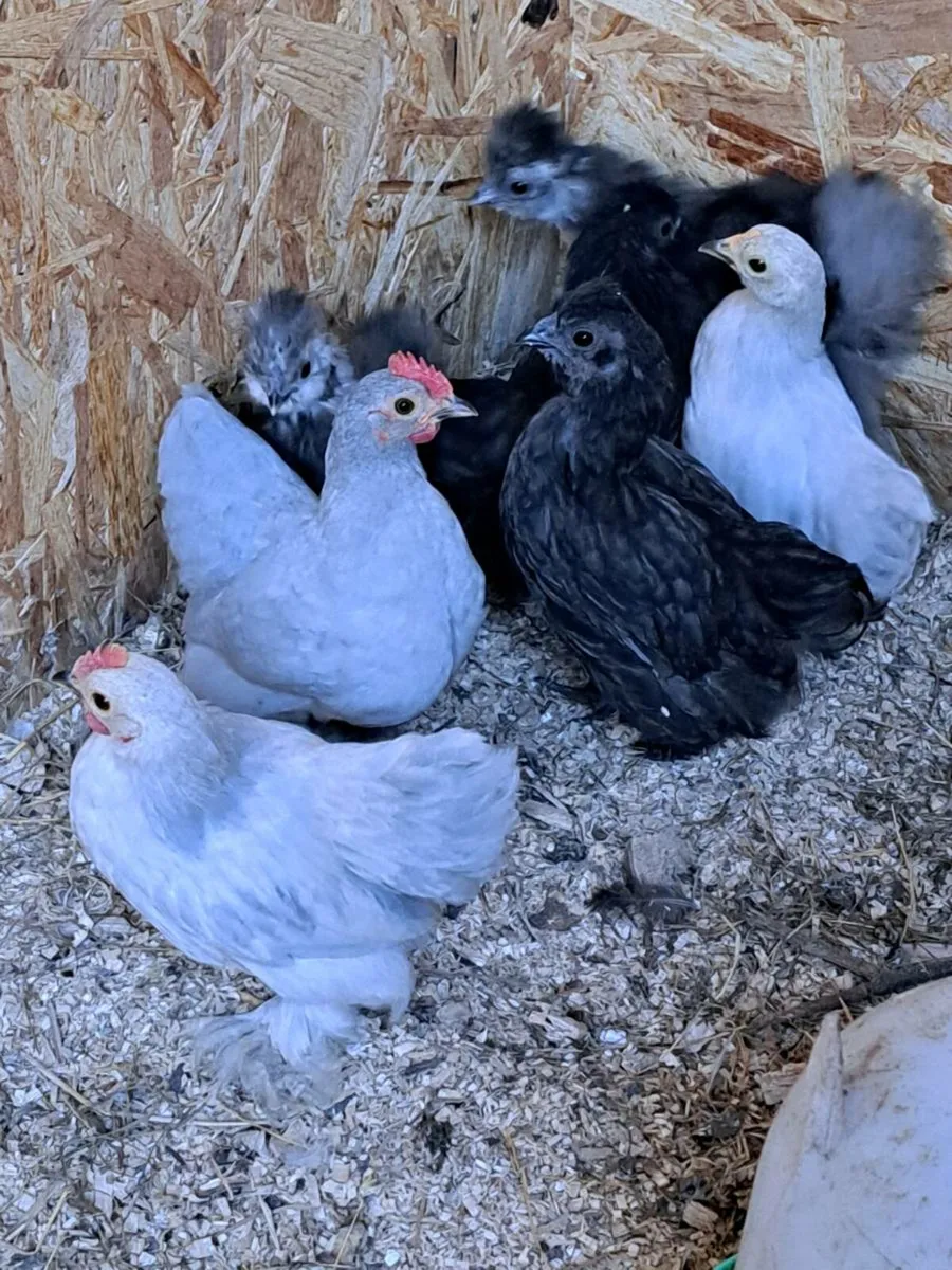 Pekins/Silkies/Pekin x silkie - Image 4