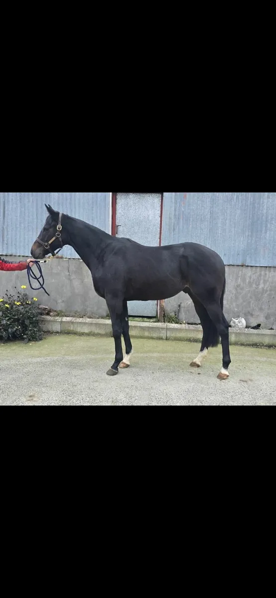 2 yr old Magna Grecia Gelding - Image 2