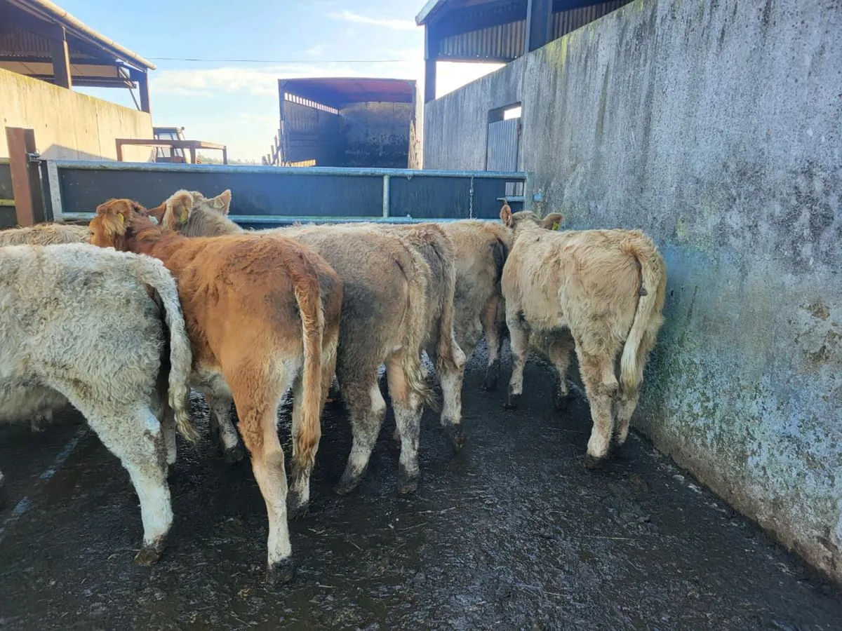 8 heifers - Image 1