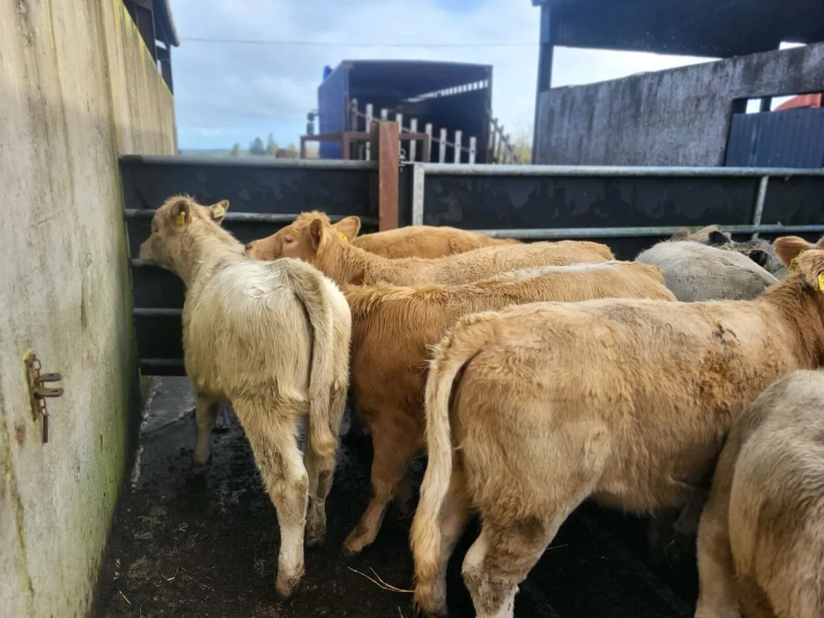 8 heifers - Image 2