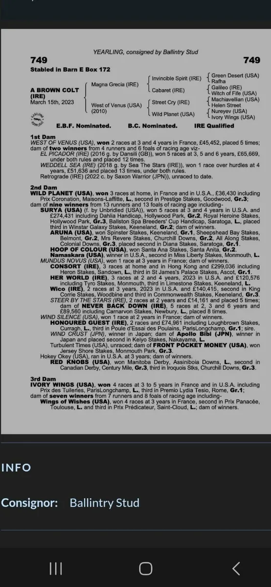 2 yr old Magna Grecia Gelding - Image 4