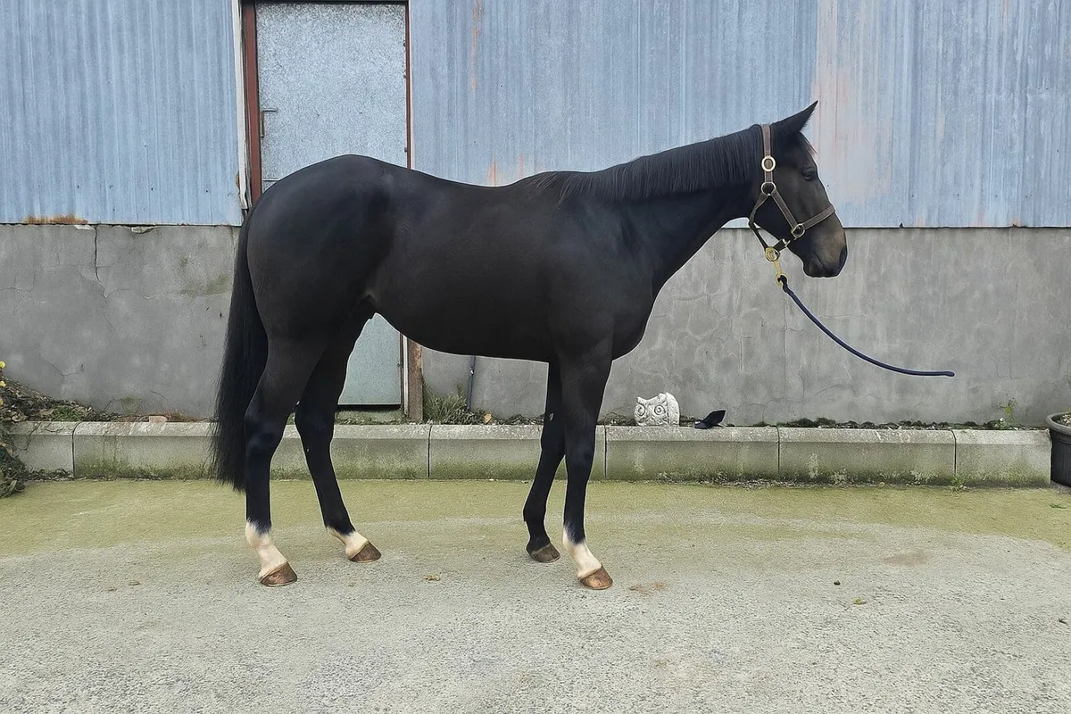 2 yr old Magna Grecia Gelding - Image 1