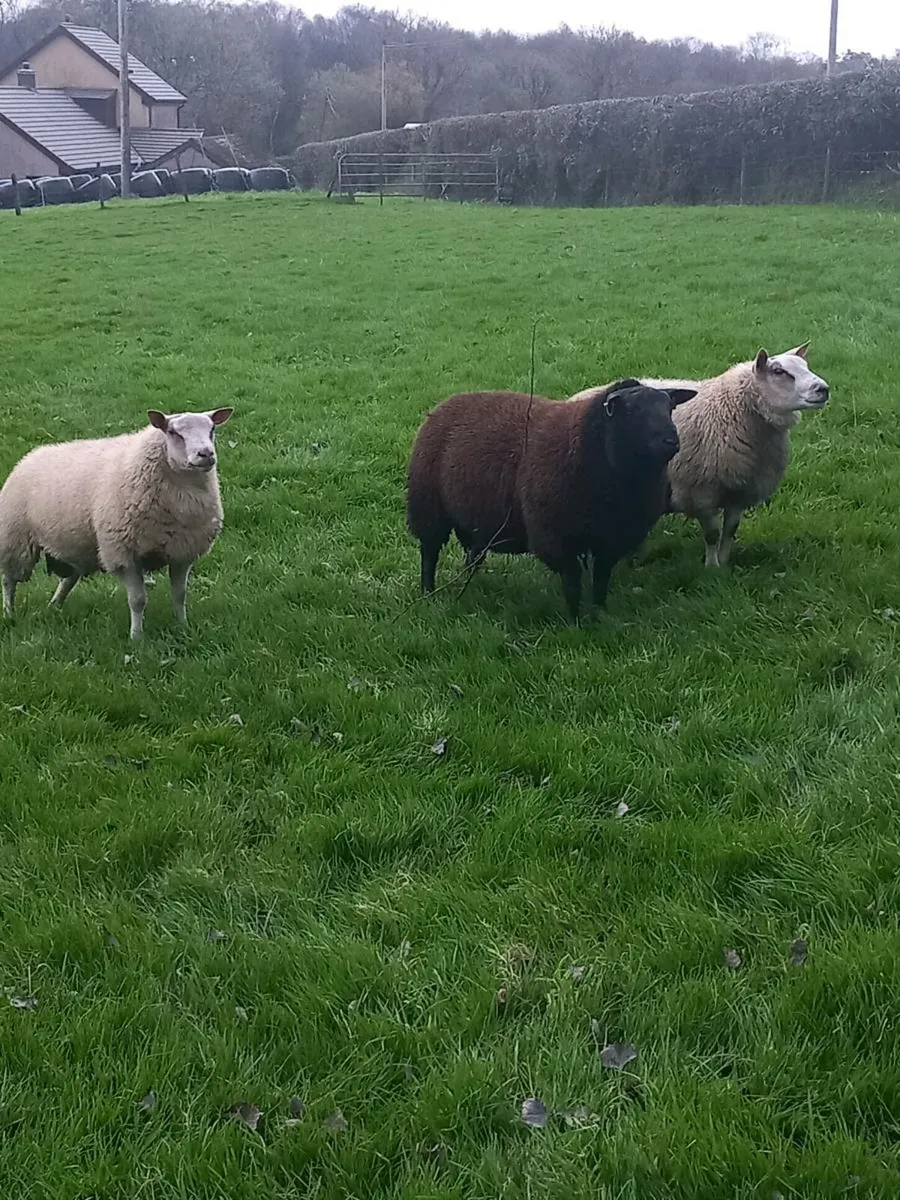 Ram Lambs - Image 1