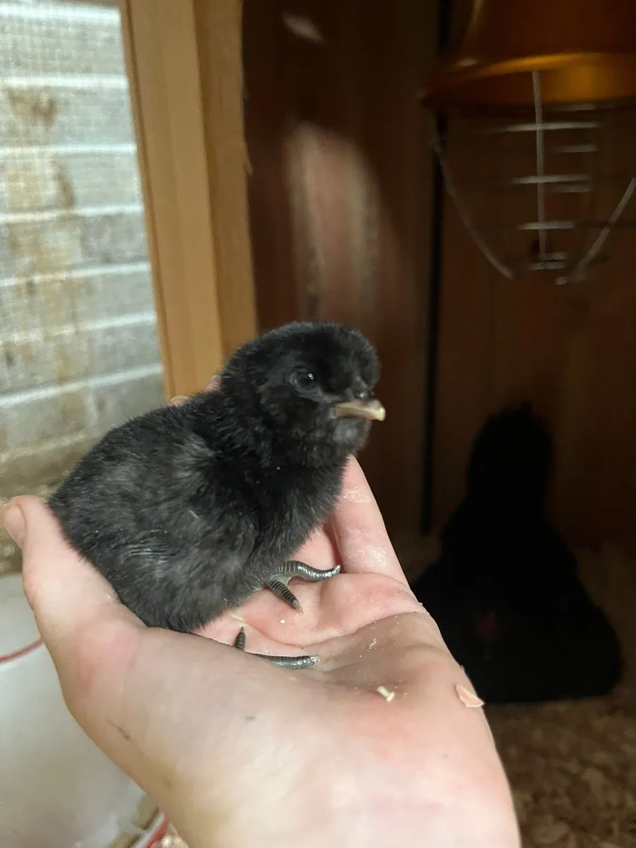 Chicken coop - Image 4