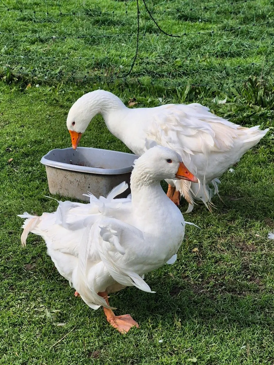 Call + Runner drakes, Sebastopol pair, Muscovies - Image 1