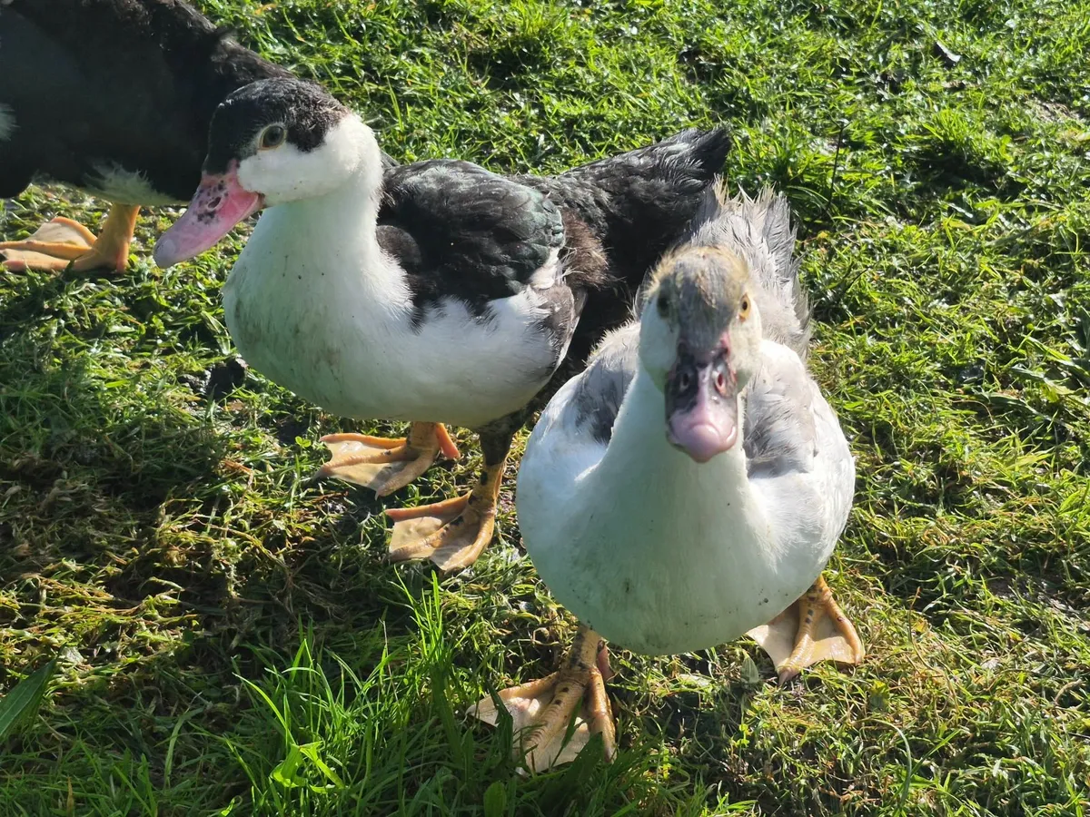 Call + Runner duck pairs, Sebastopol, Muscovies - Image 4