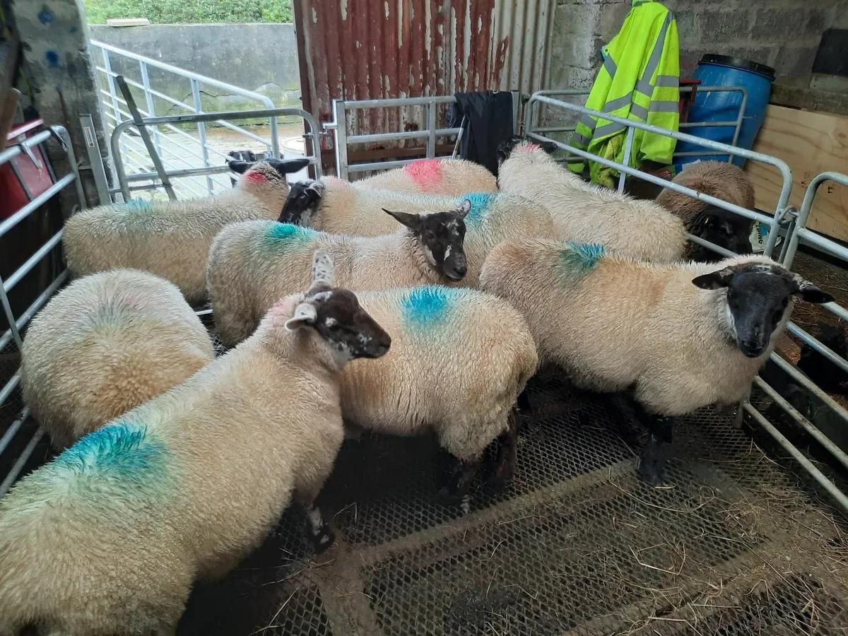 Suffock ewe lambs - Image 2