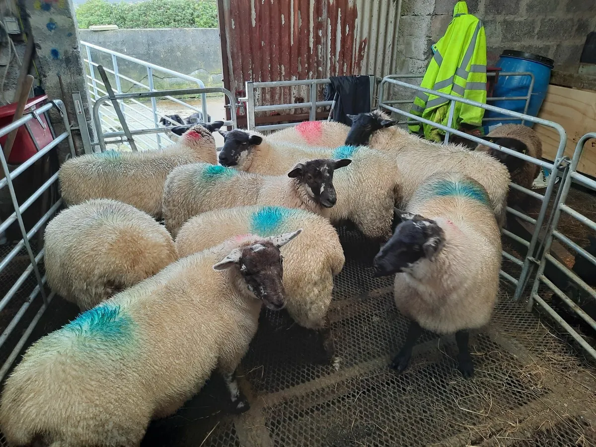 Suffock ewe lambs - Image 3