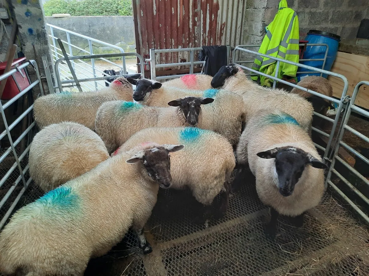 Suffock ewe lambs - Image 1