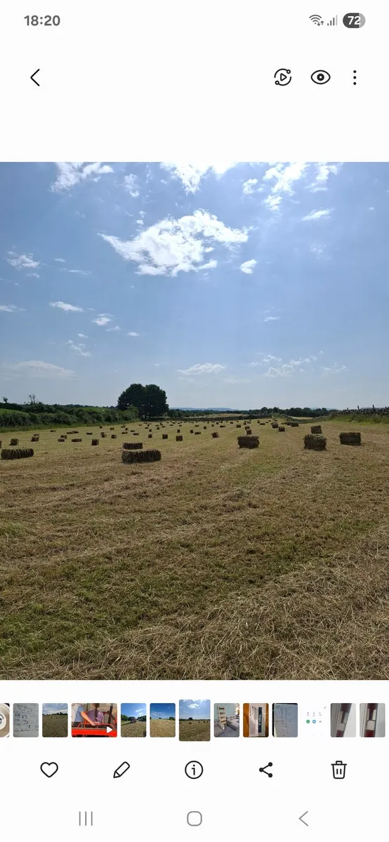 Hay - Image 2