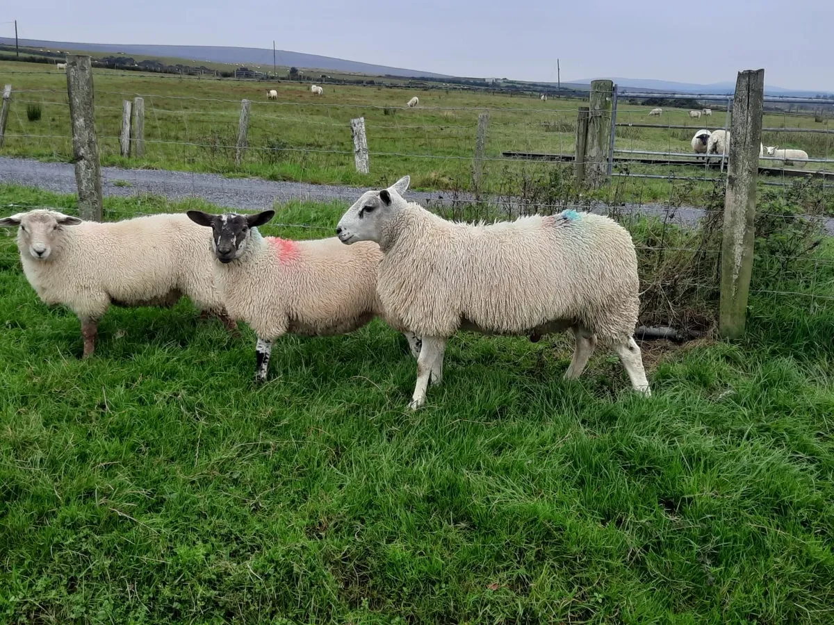 Aberfield Ram Lamb - Image 2