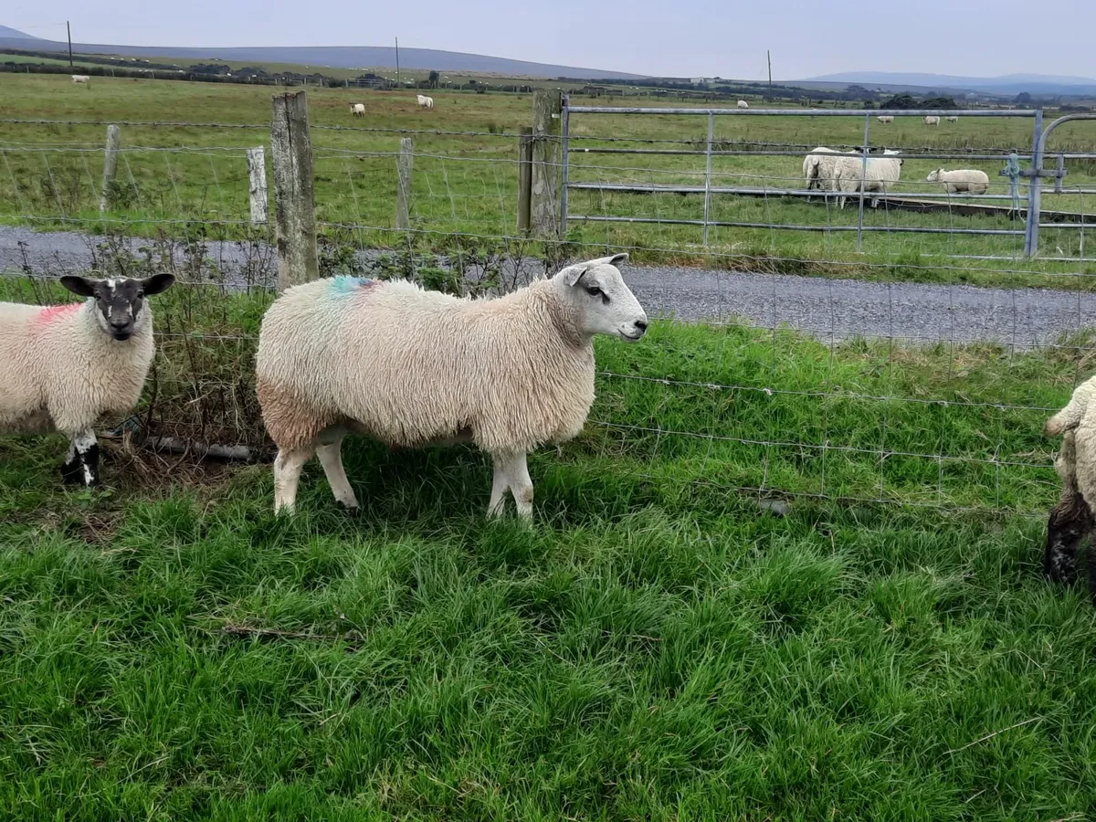 Aberfield Ram Lamb - Image 3