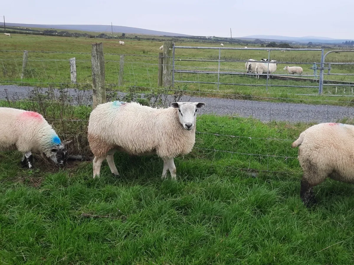Aberfield Ram Lamb - Image 1