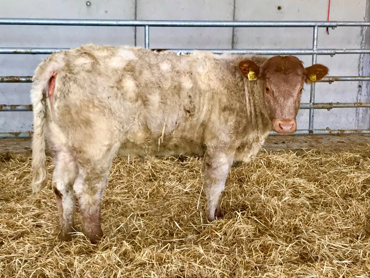 5 Star Roan Heifer @ Leinster Livestock - Image 1