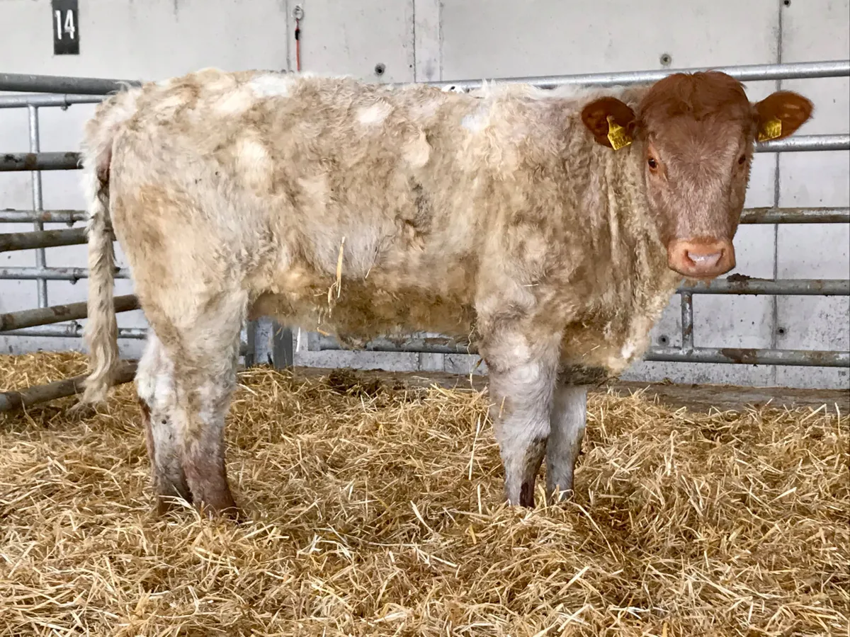 5 Star Roan Heifer @ Leinster Livestock - Image 2