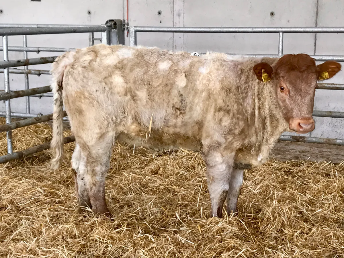 5 Star Roan Heifer @ Leinster Livestock - Image 3