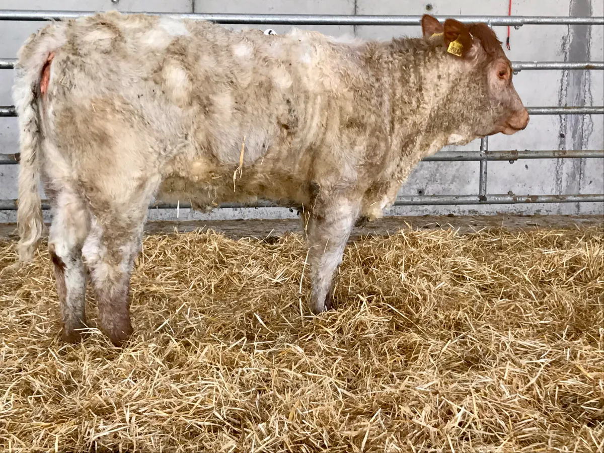 5 Star Roan Heifer @ Leinster Livestock - Image 4