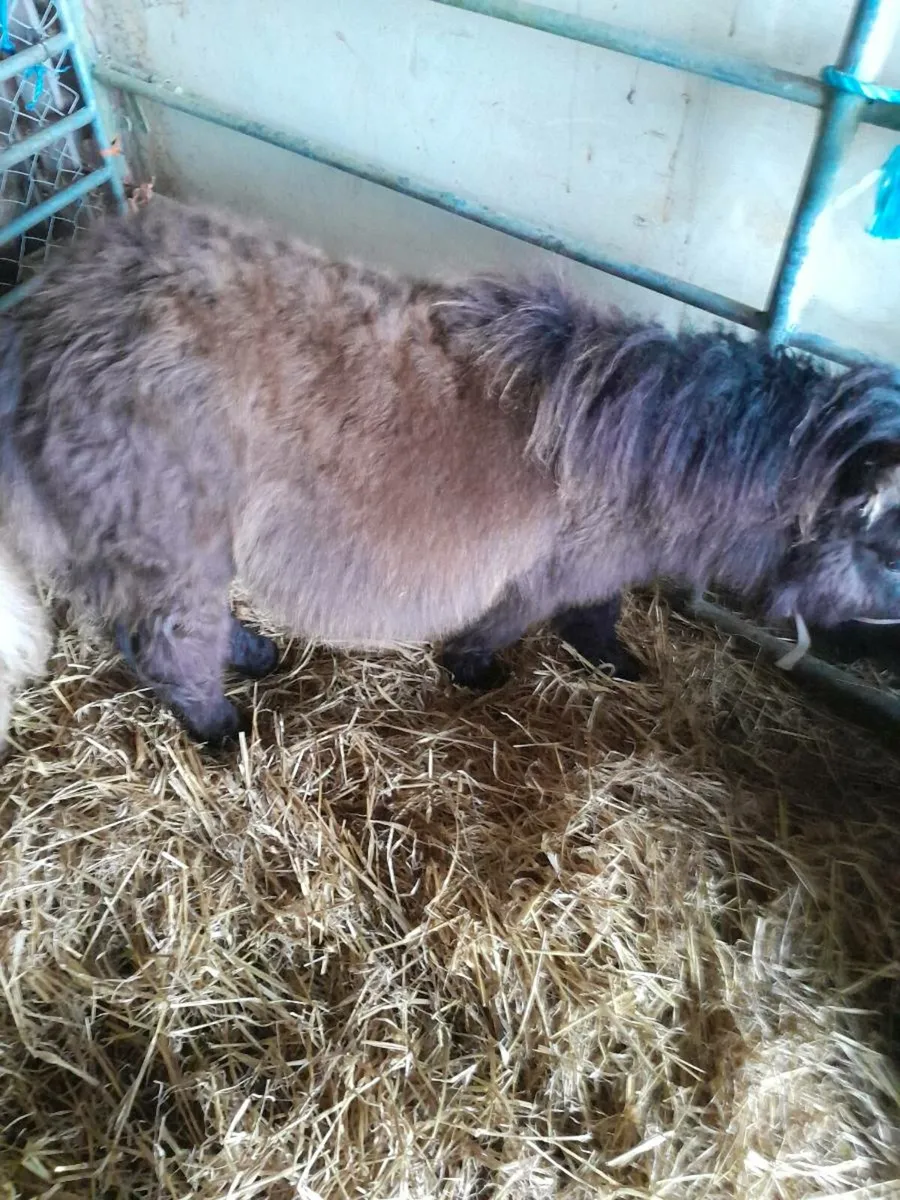 Miniature ponies - Image 1