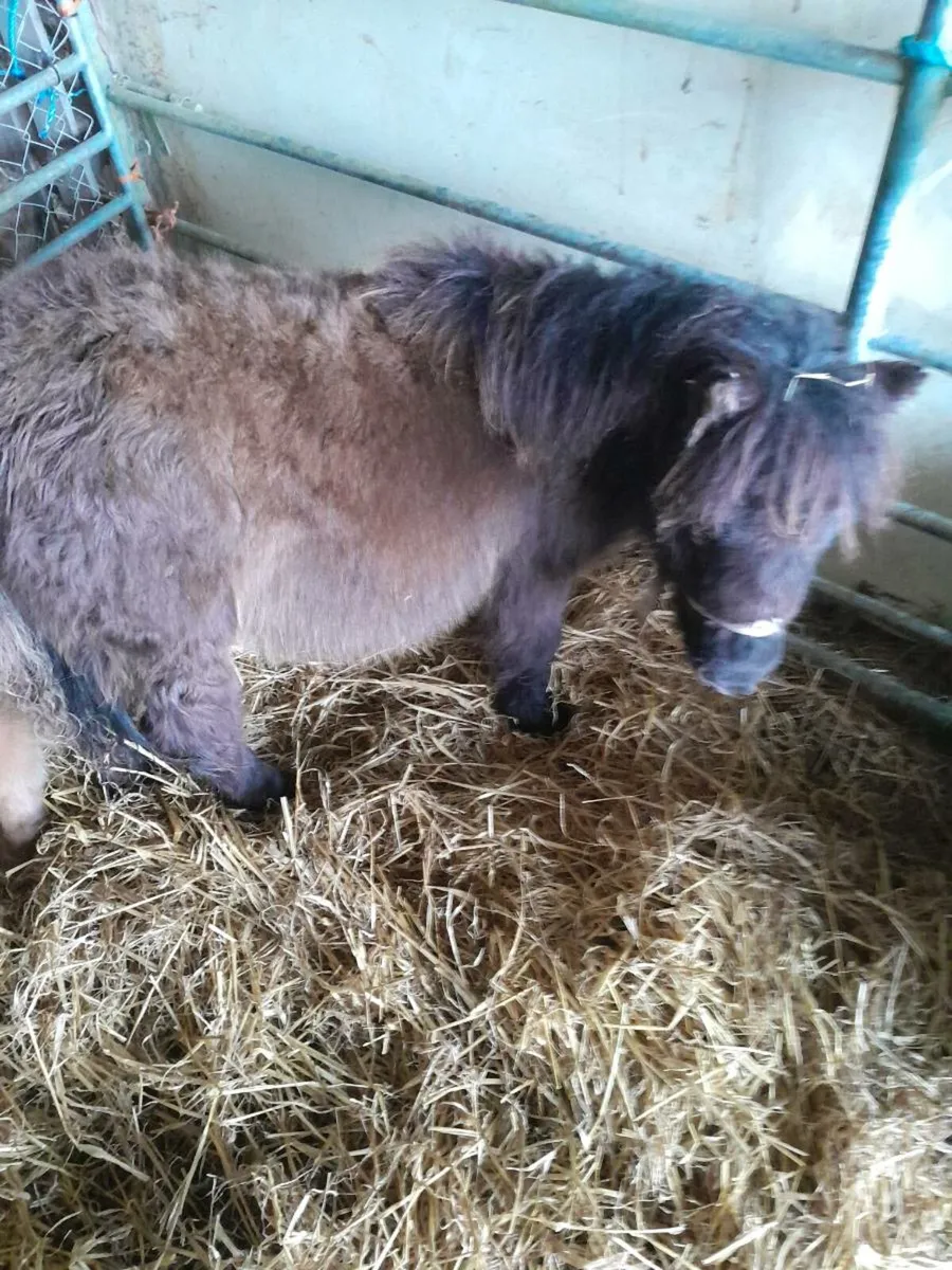 Miniature ponies - Image 2