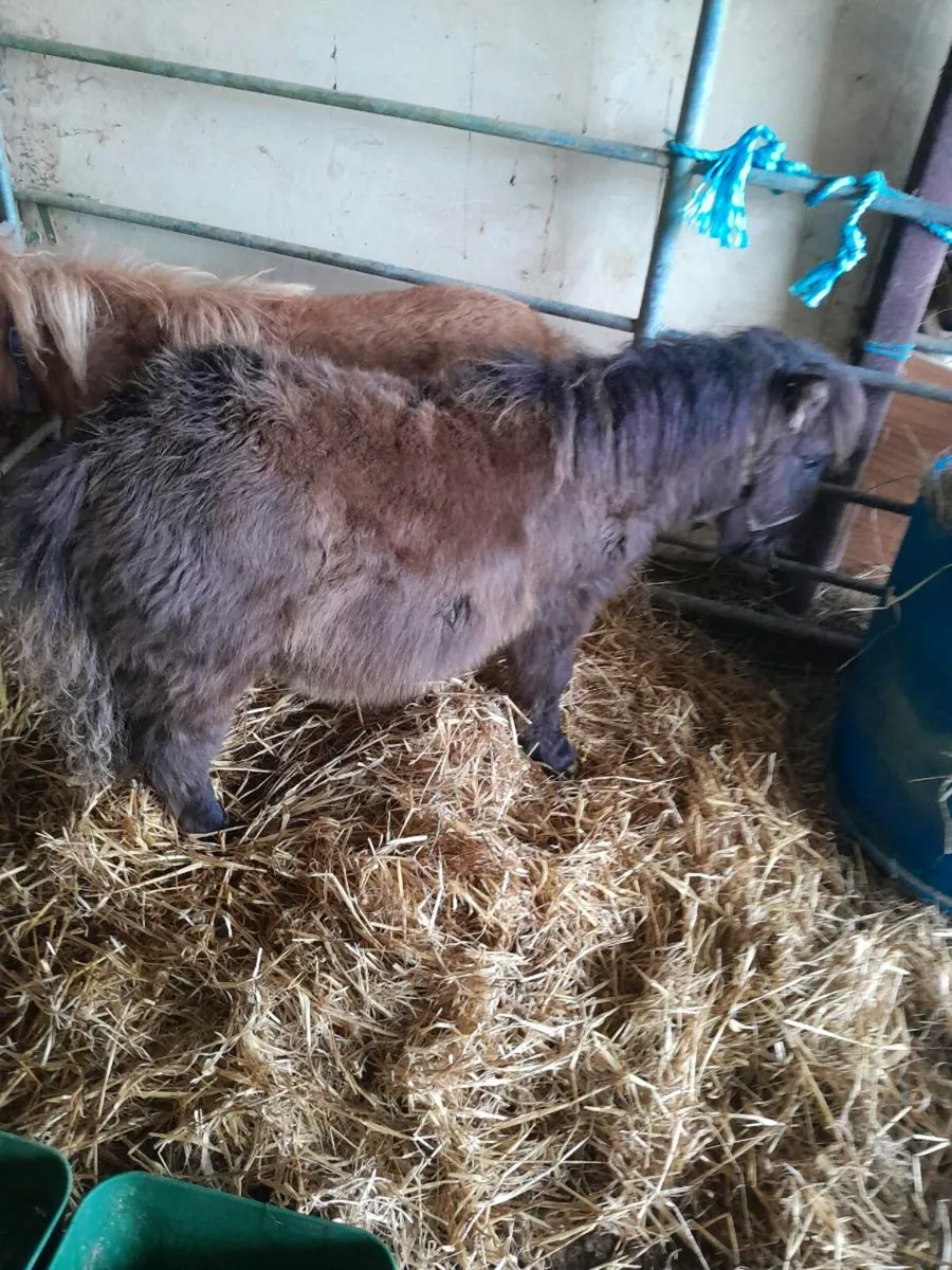 Miniature ponies - Image 3