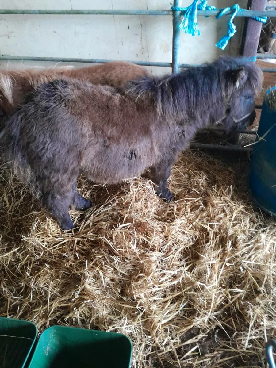 Miniature ponies - Image 4